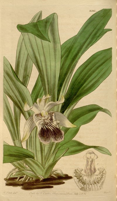 Illustratie van Cochleanthes flabelliformis (als syn. Zygopetalum cochleare) door Walter Hood Fitch